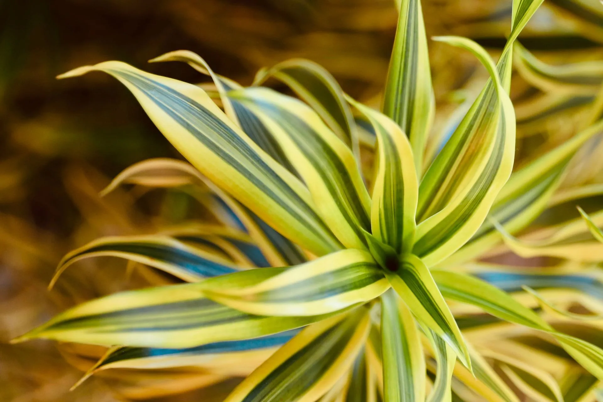 variegated dracaena houseplant indoors