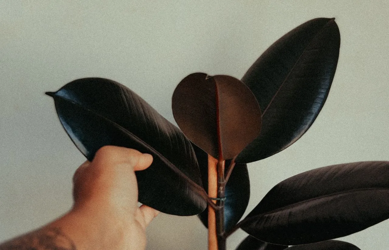 dark glossy leaves of a rubber plant indoors