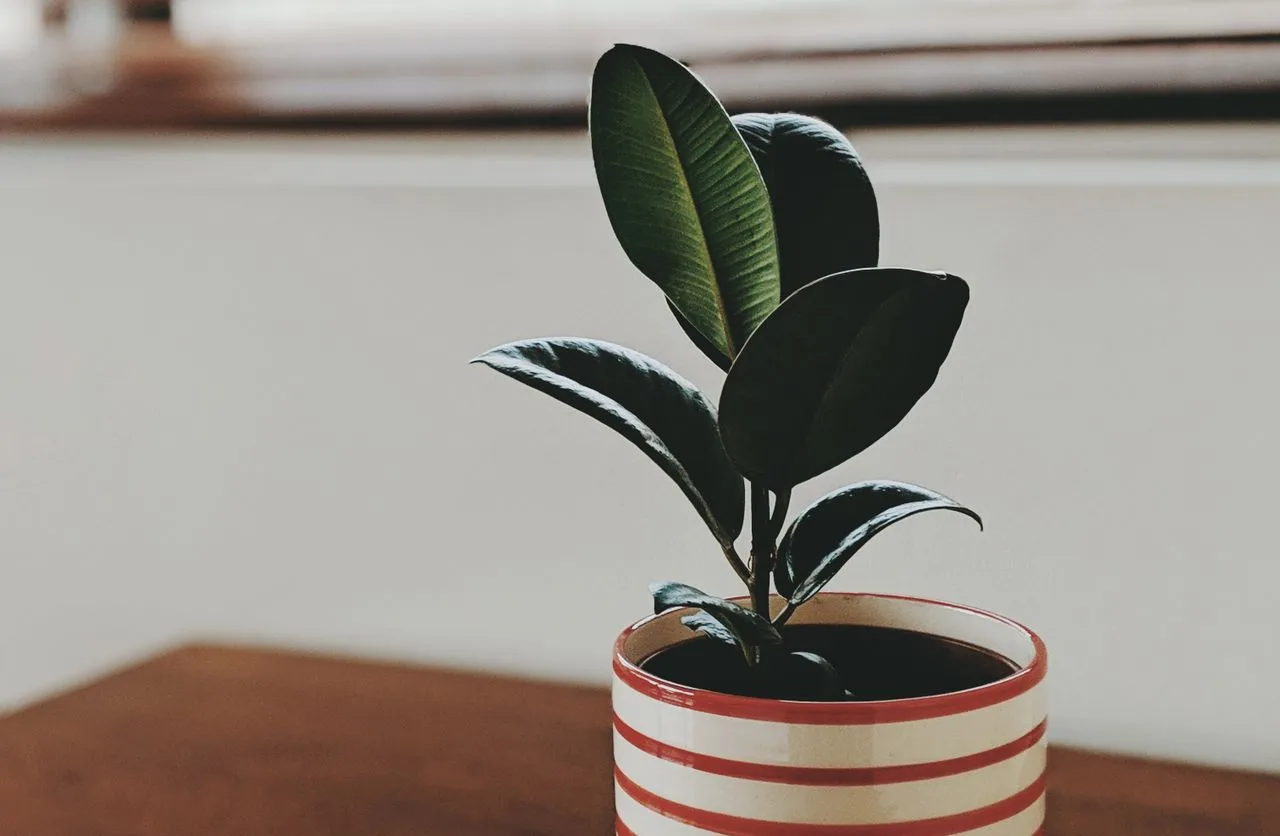 rubber plant Ficus elastica growing indoors