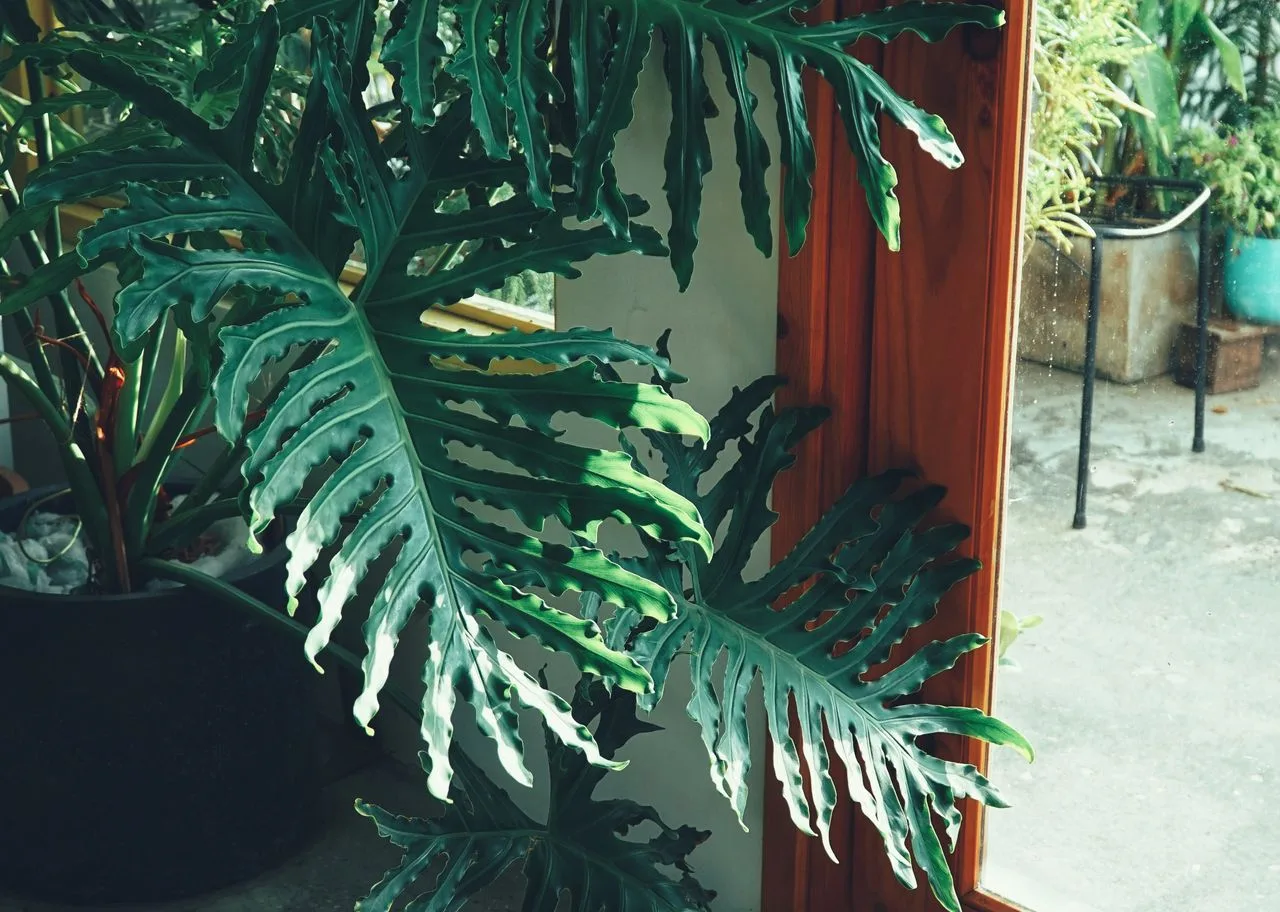 philodendron houseplant growing indoors