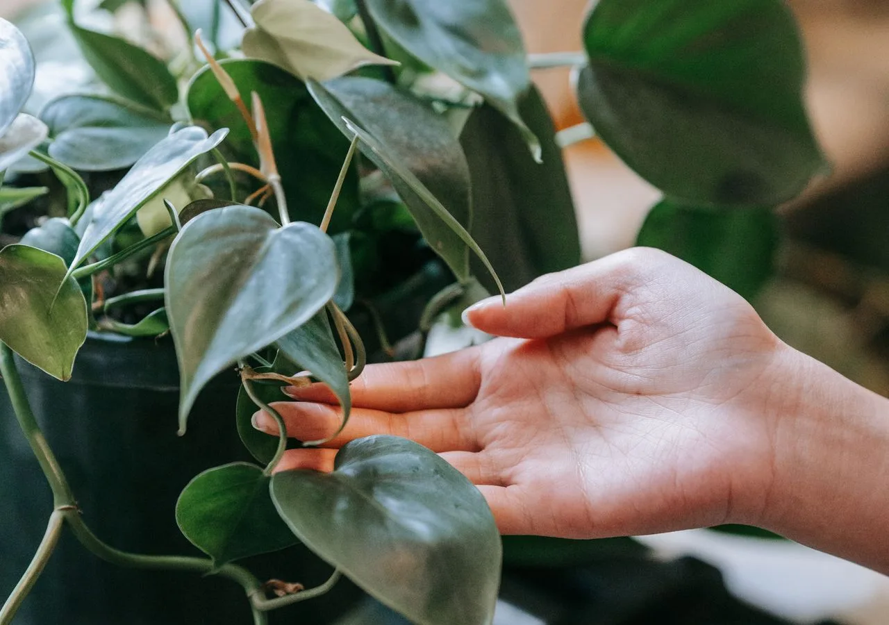 heartleaf philodendron care indoors