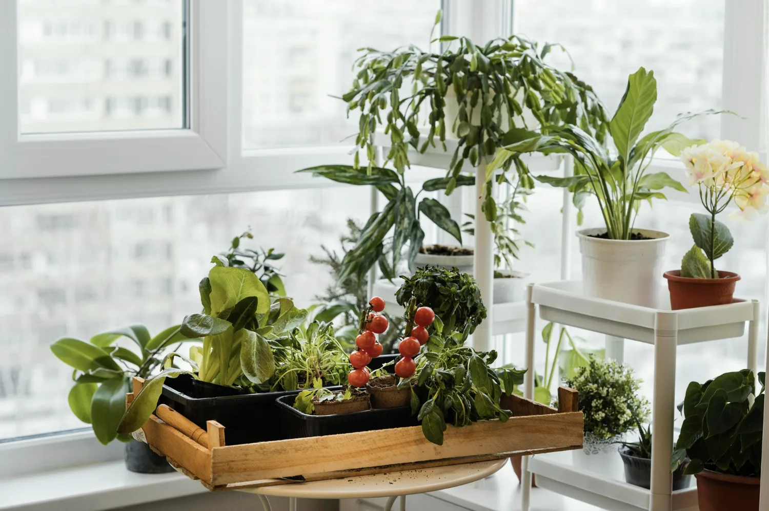 parsley, chives, and mint growing in separate pots on a kitchen windowsill
