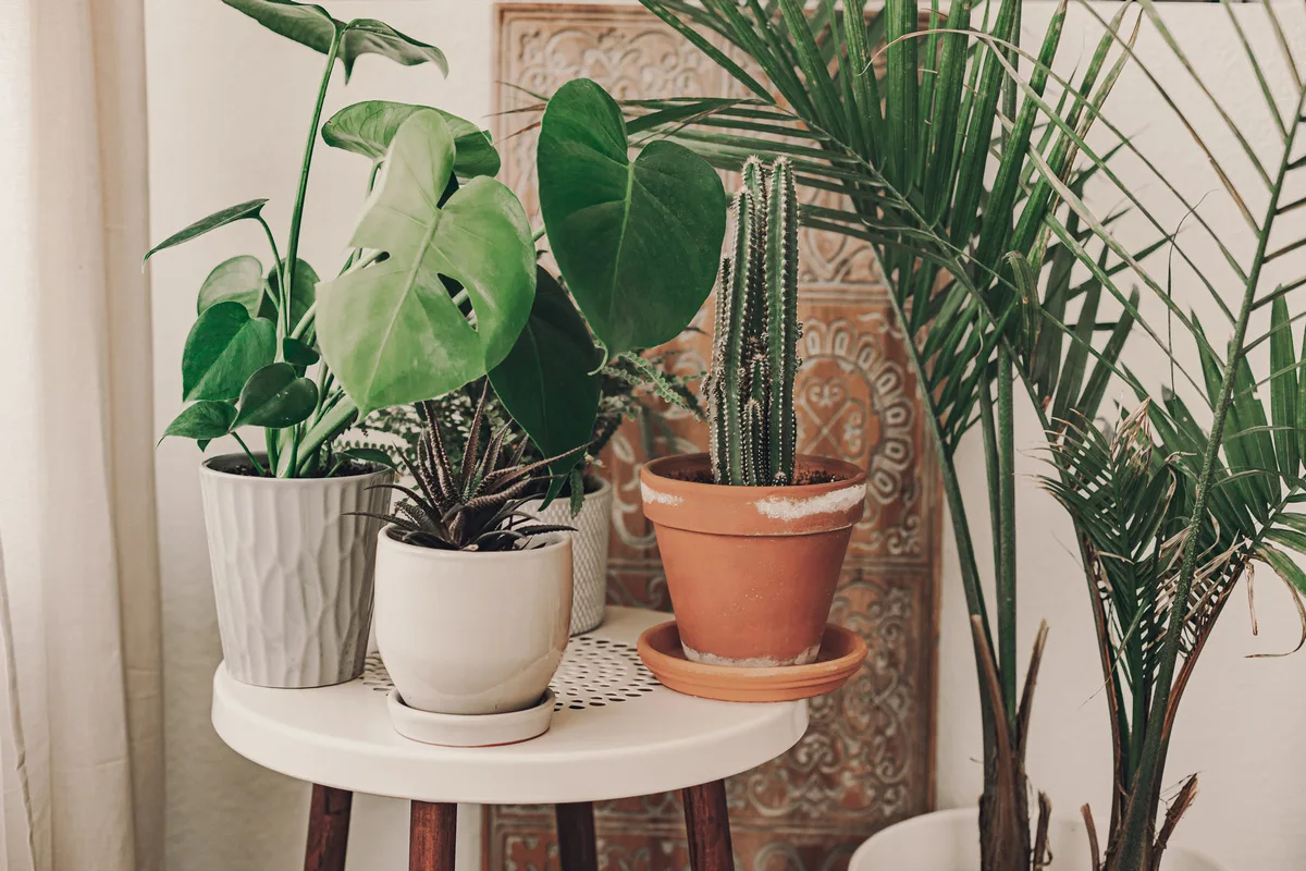 houseplants arranged according to the available light at home