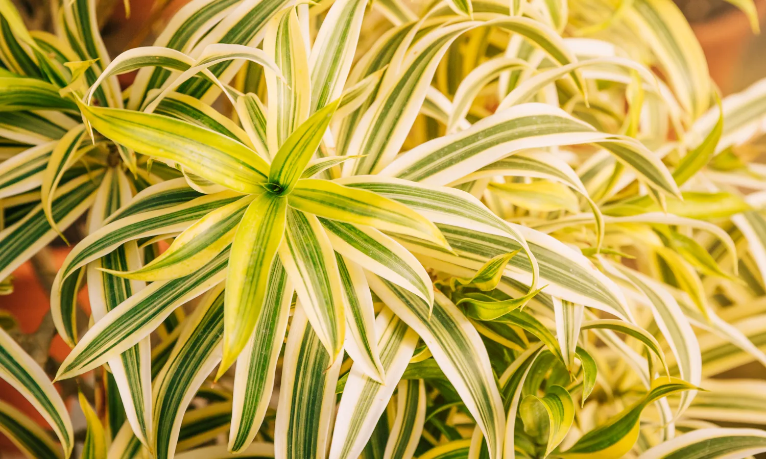 variegated spider plant growing indoors