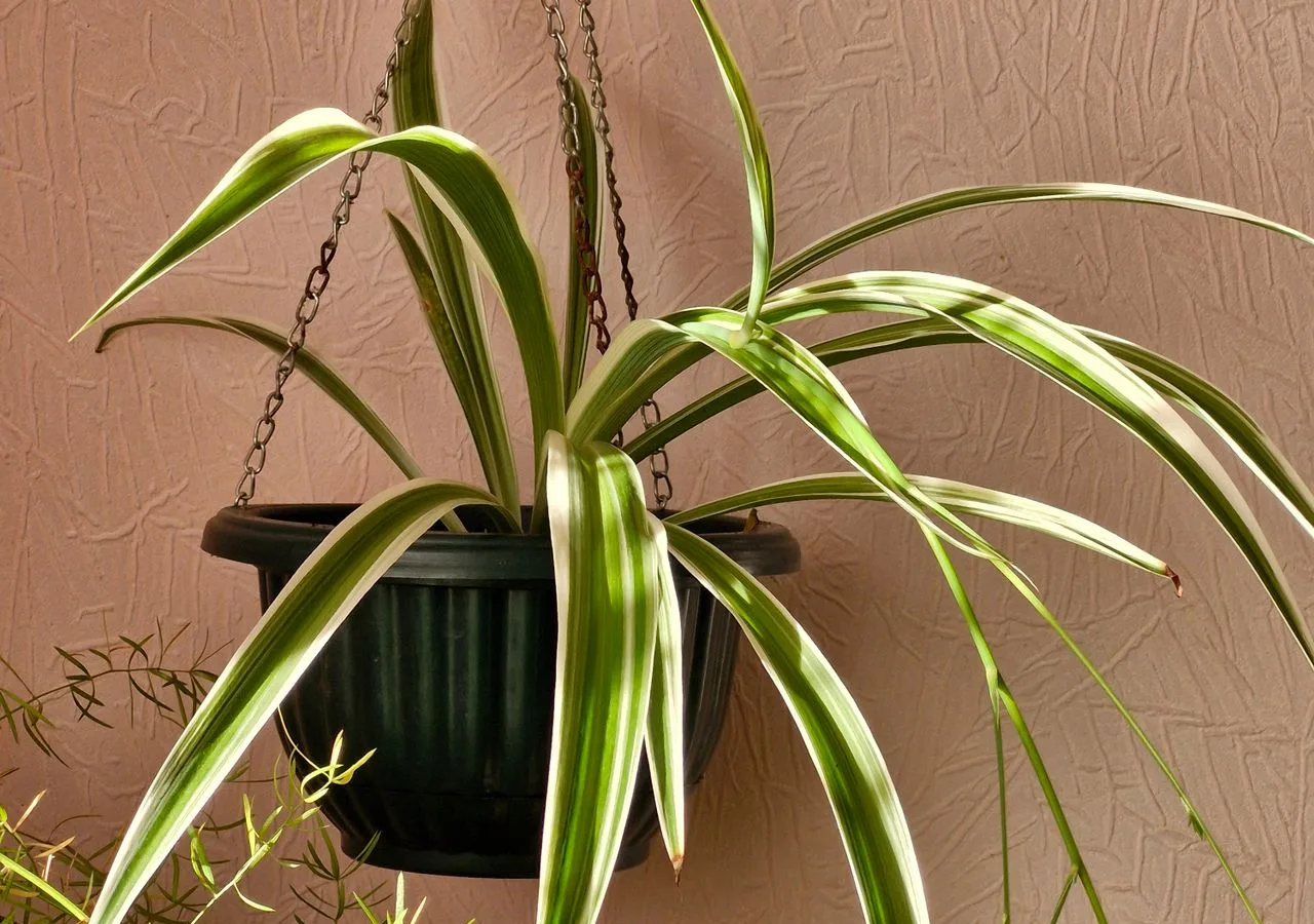 spider plant growing in a hanging pot indoors