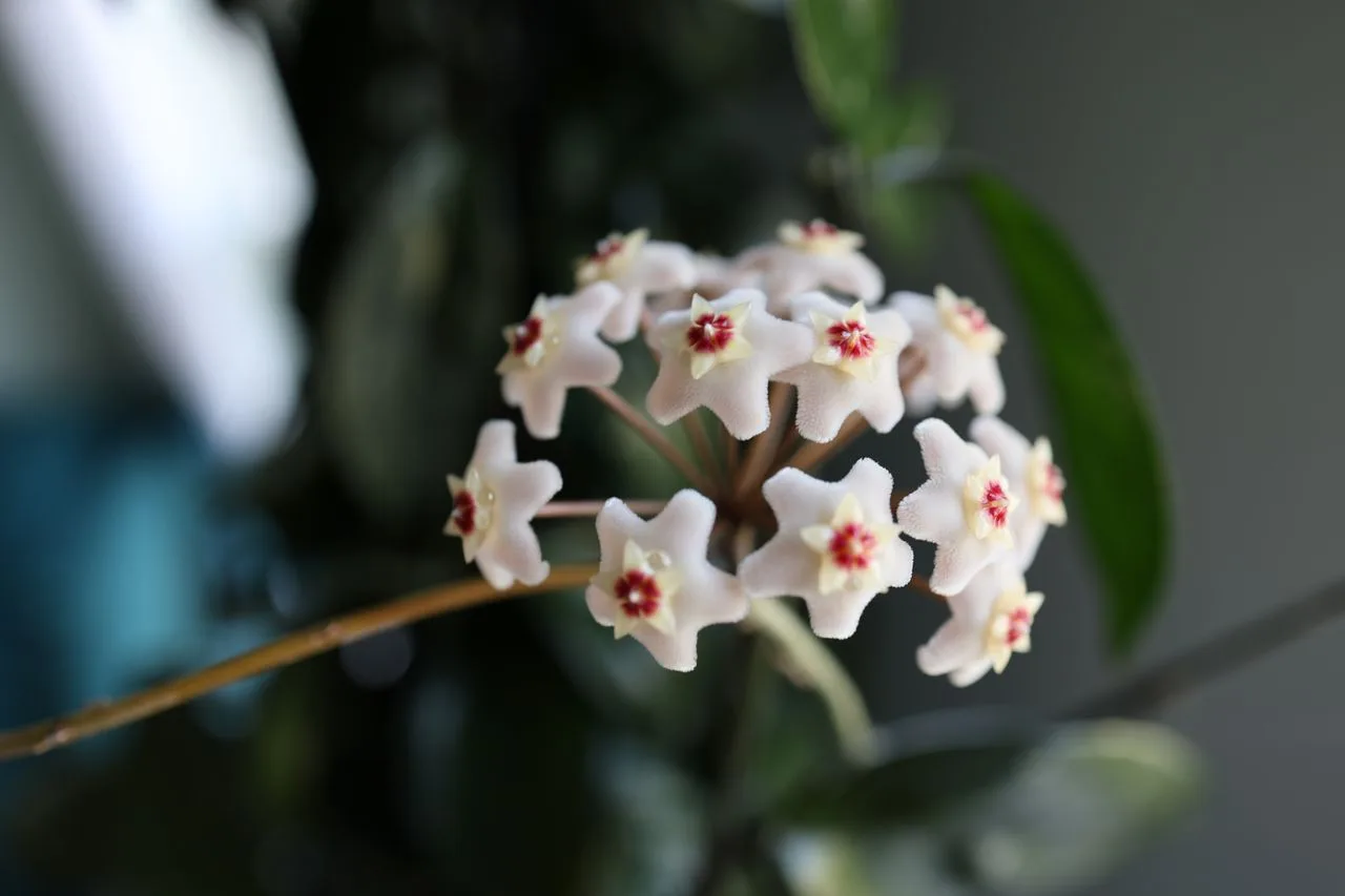 hoya flowers and waxy foliage indoors