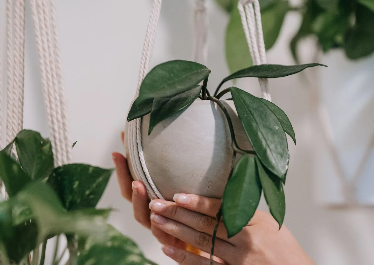 hoya growing in a hanging pot indoors