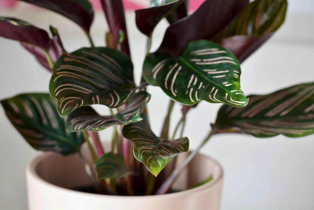dark patterned calathea leaves indoors
