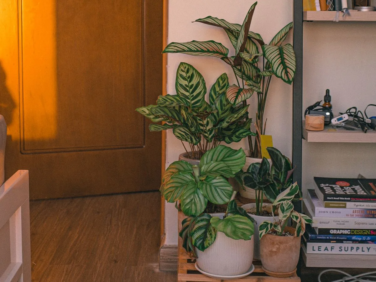 calathea houseplant growing indoors with other plants
