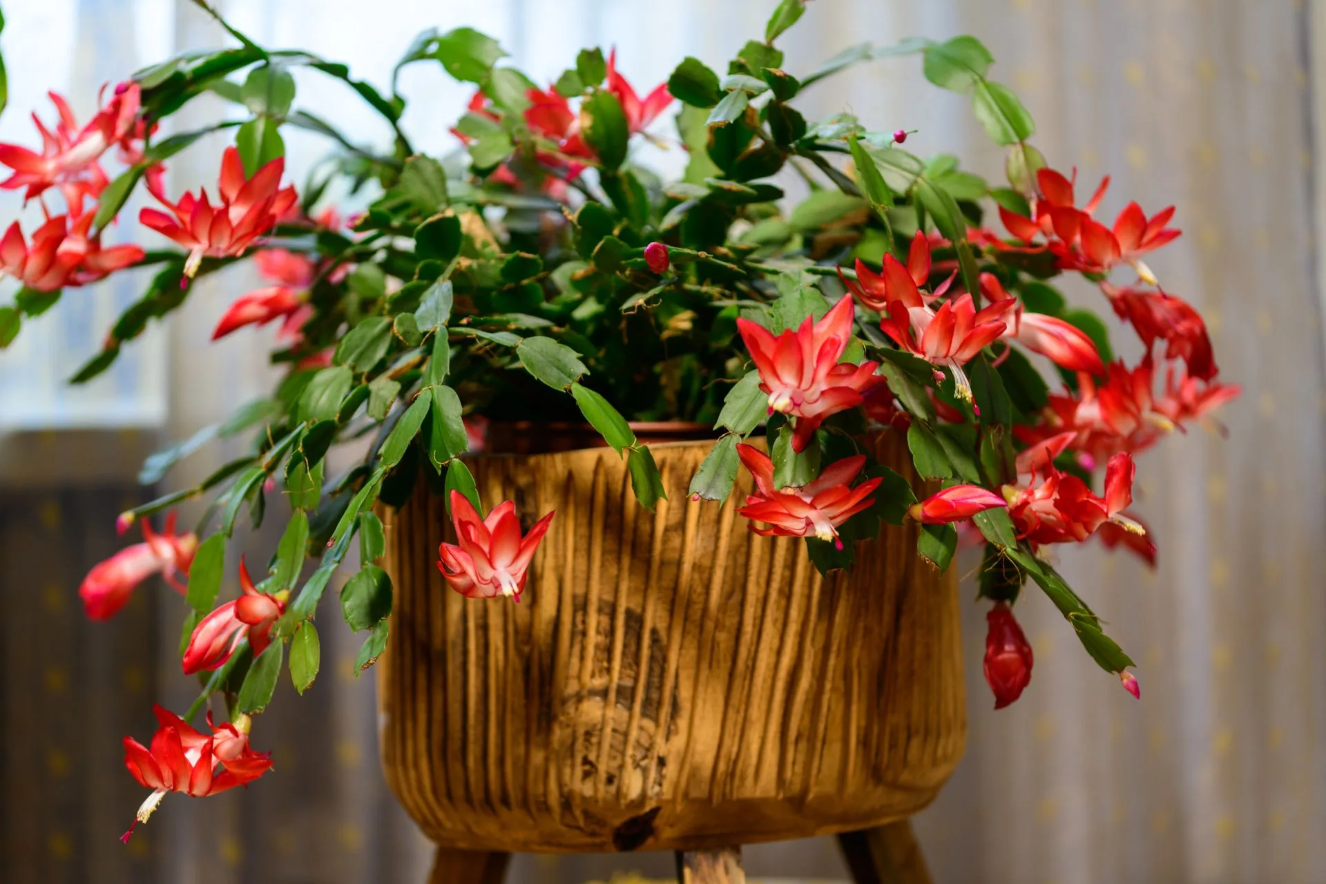 Christmas cactus Schlumbergera flowering indoors