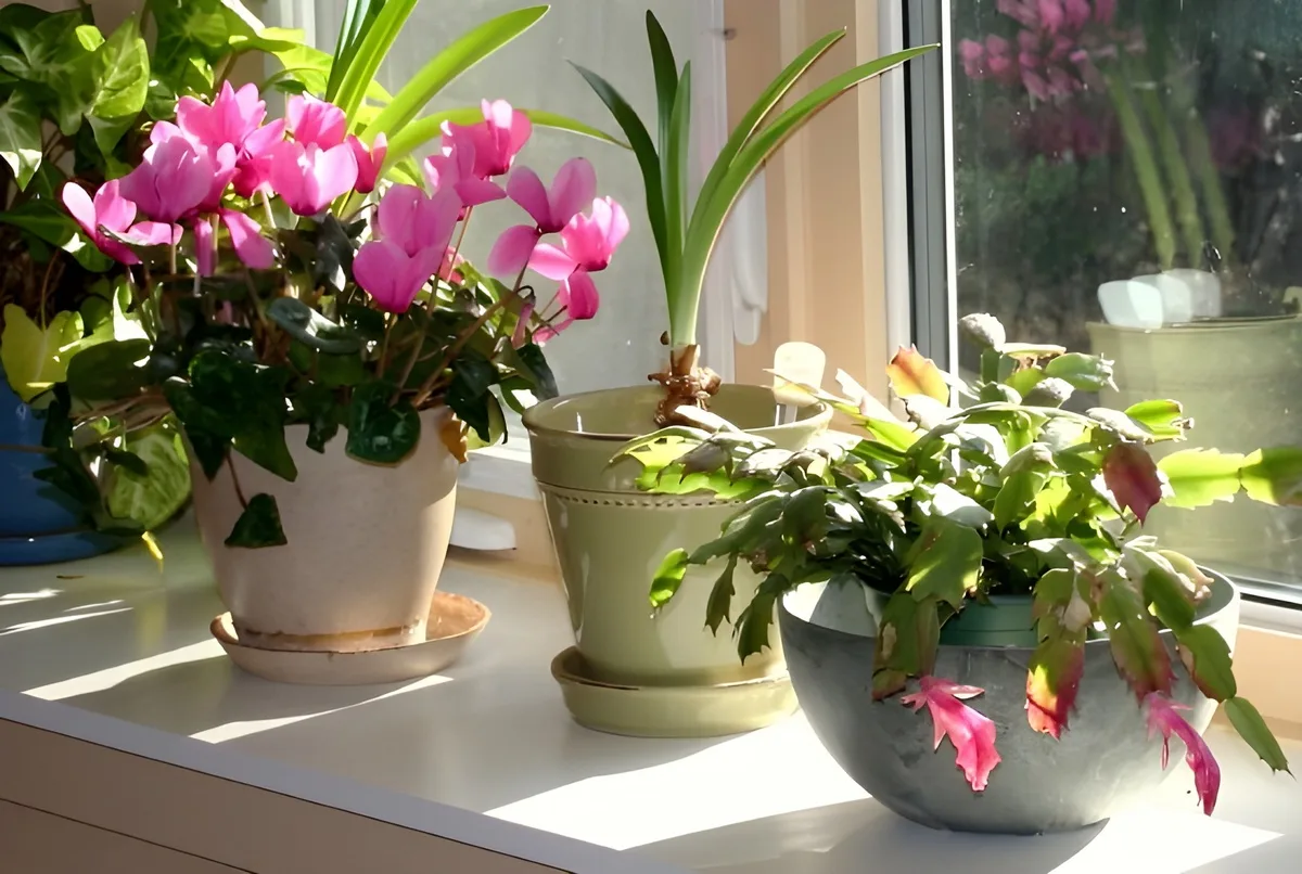 flowering cyclamen and Christmas cactus on a bright, cool windowsill