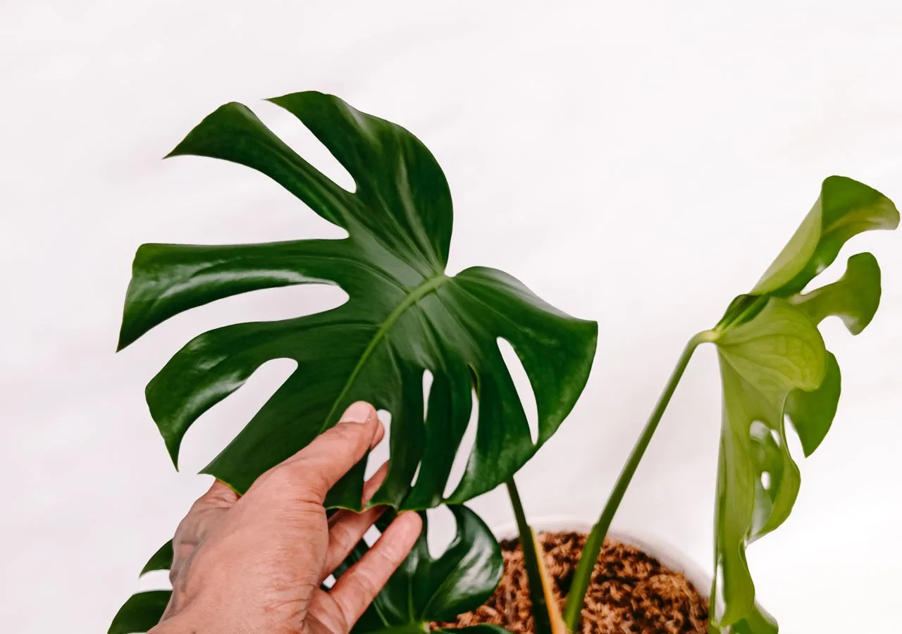 young and mature monstera leaves developing indoors
