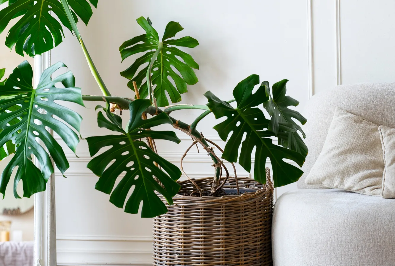 large Monstera deliciosa growing indoors