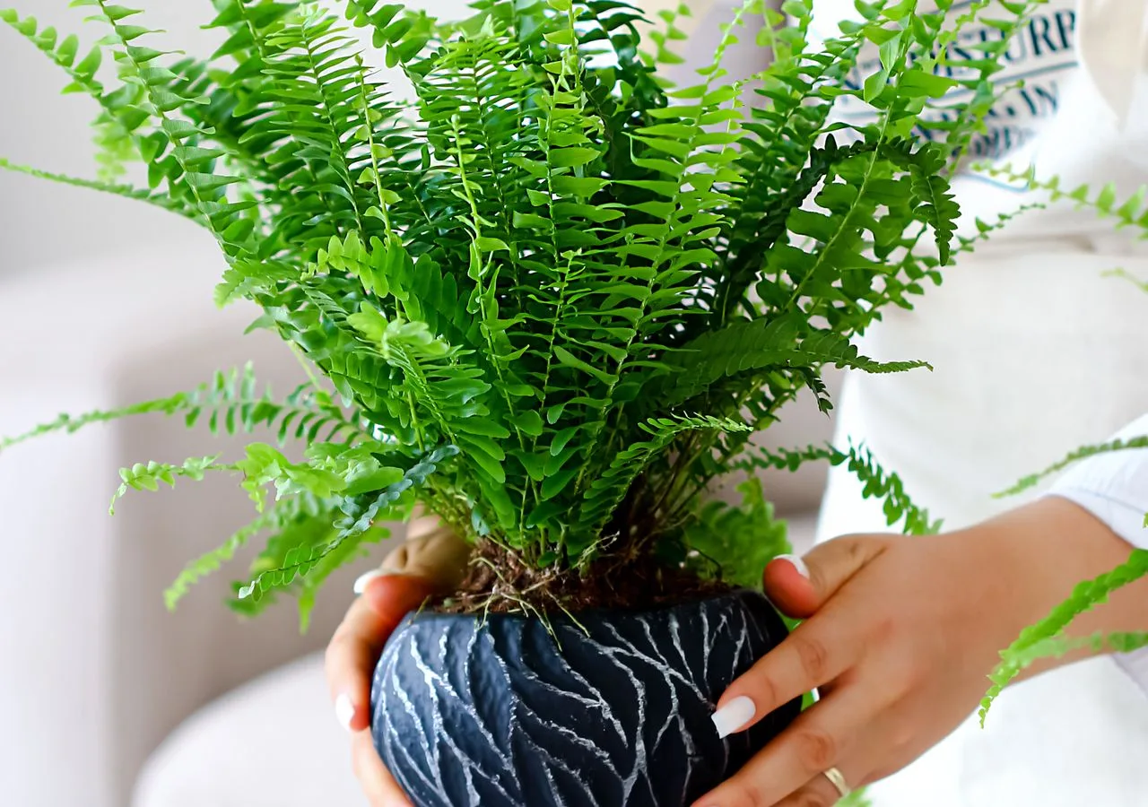 lush Boston fern growing indoors