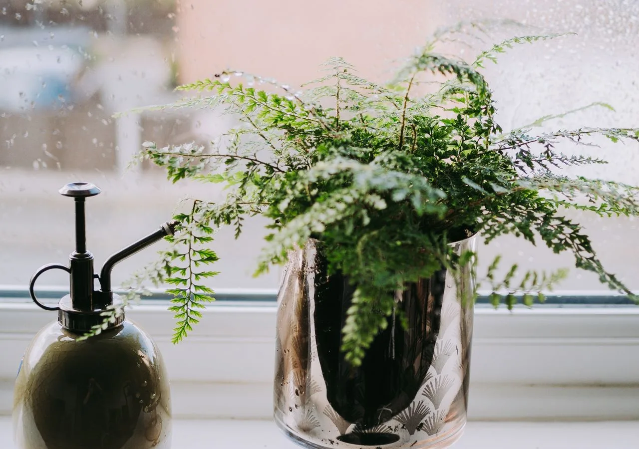Boston fern Nephrolepis growing indoors