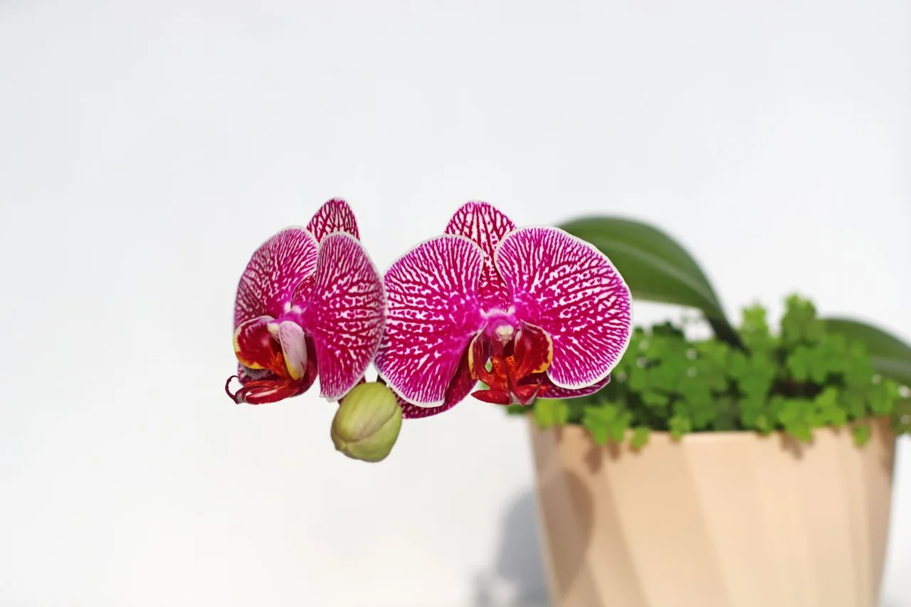 blooming Phalaenopsis orchid growing indoors