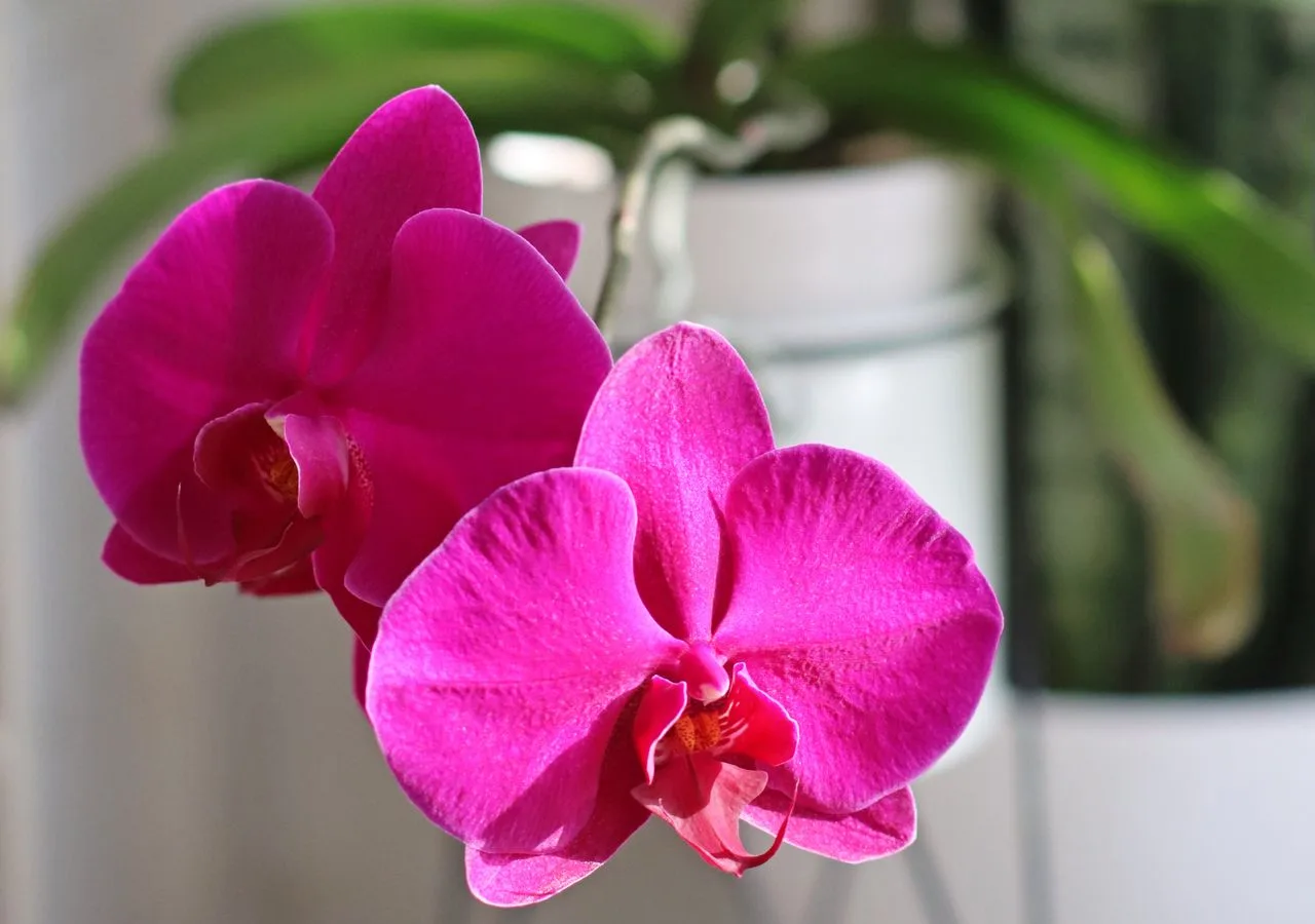 caring for a pink Phalaenopsis orchid indoors