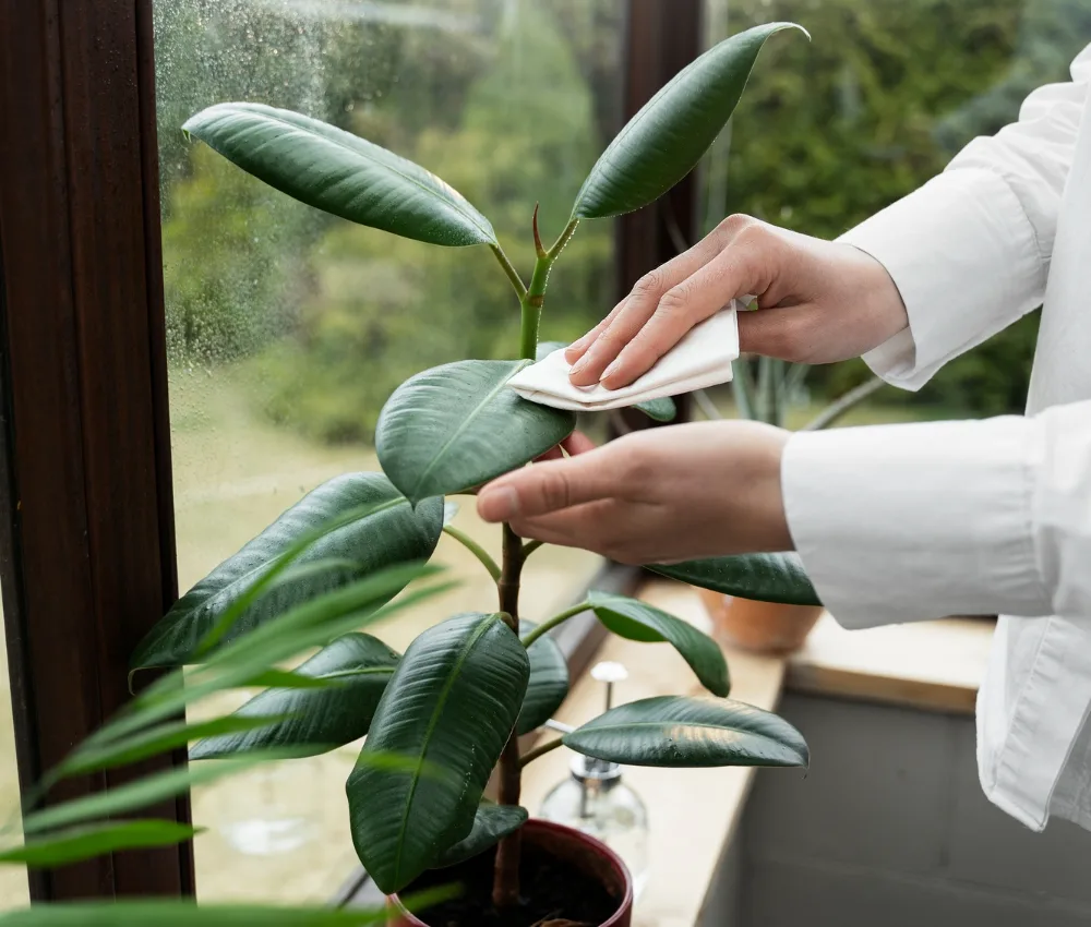 houseplants brought in from the patio and placed near a bright window