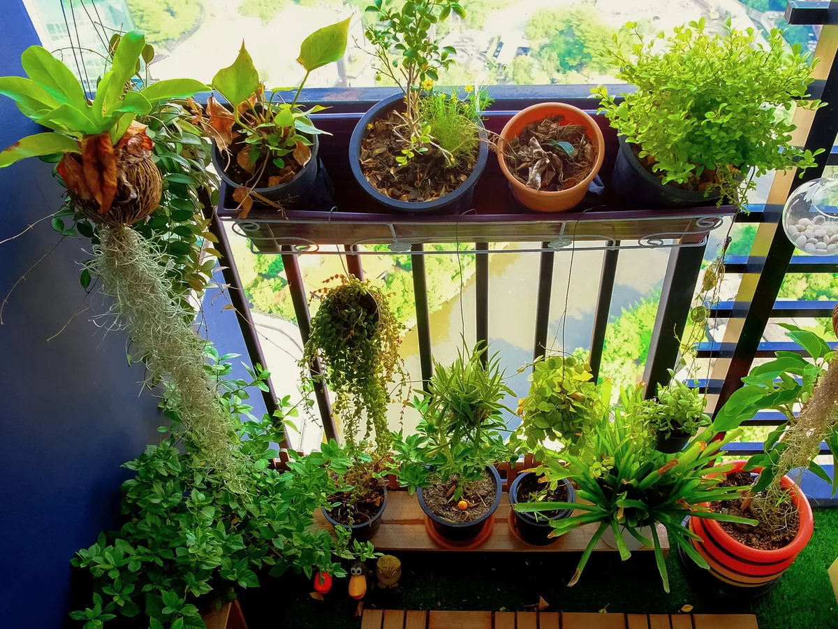 inspecting patio plants for pests before bringing them indoors