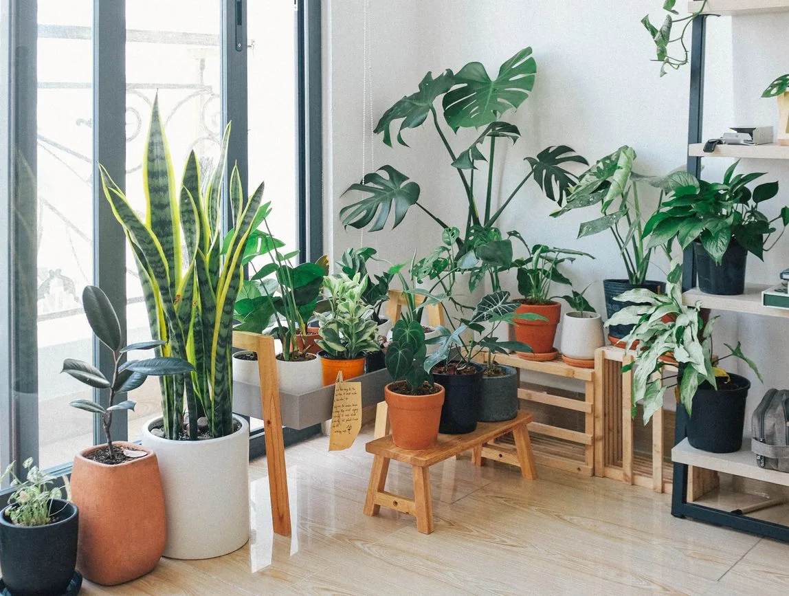 indoor green corner with houseplants arranged at different heights