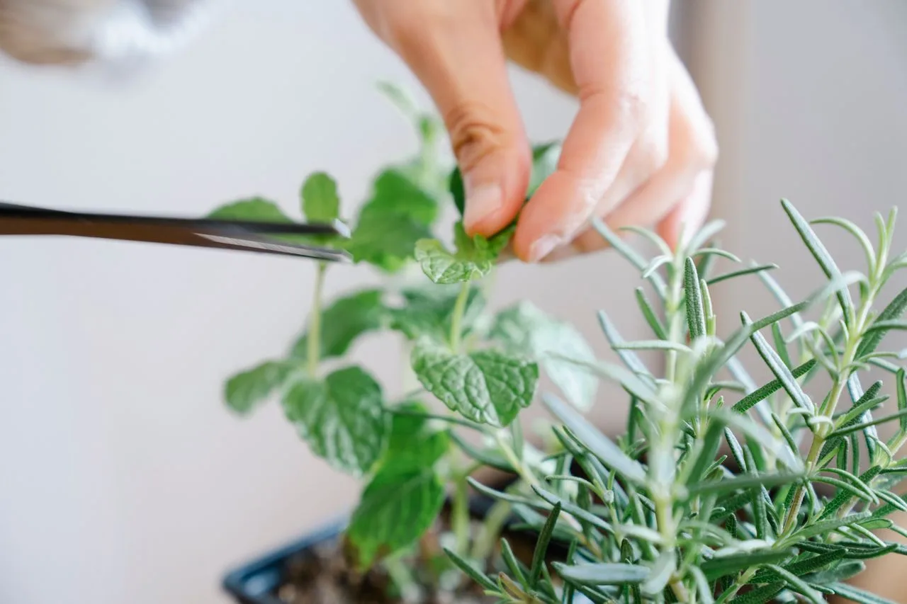 harvesting fresh herbs from pots in a home kitchen