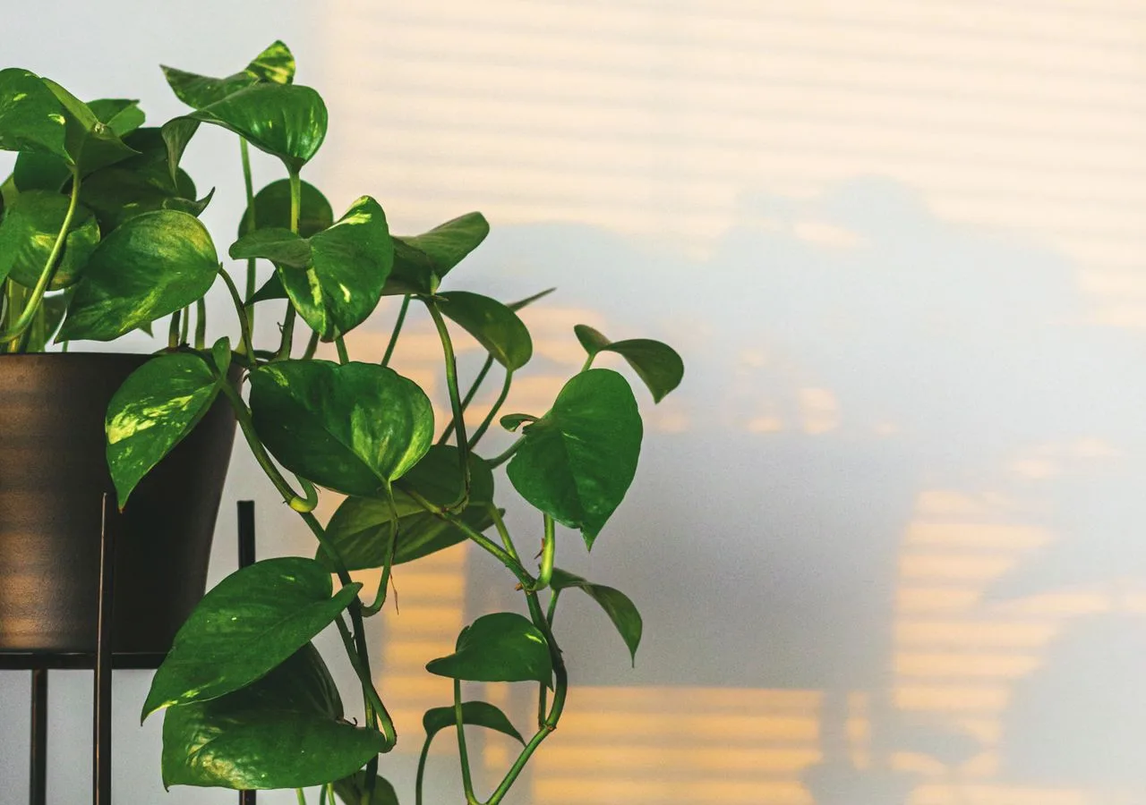 pothos houseplant trailing from a shelf indoors