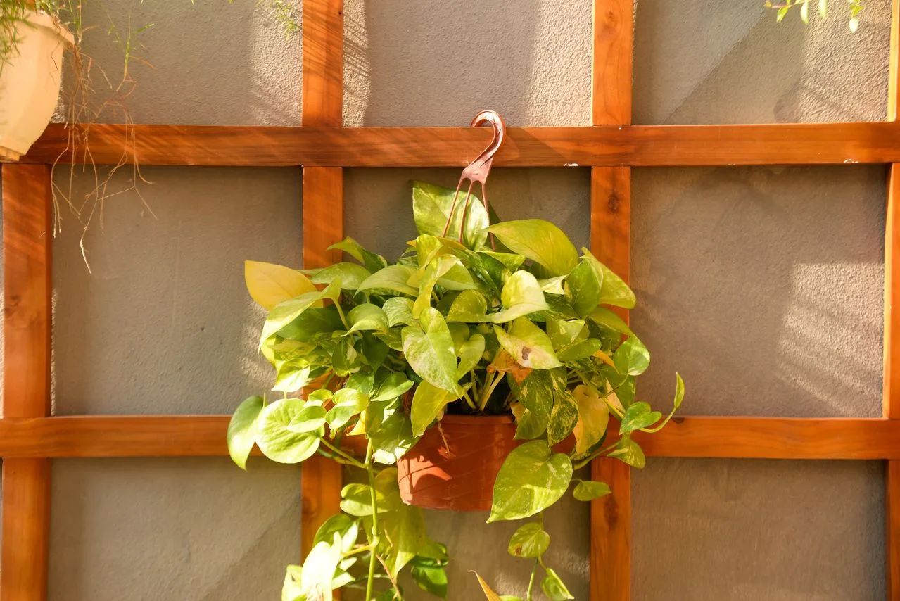 pothos care in a hanging planter