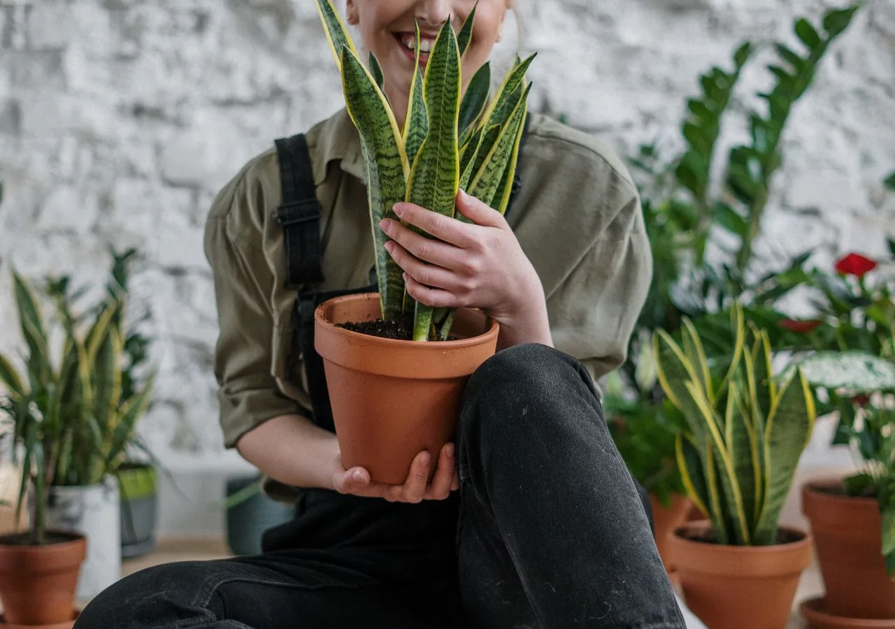 repotting and caring for a snake plant indoors