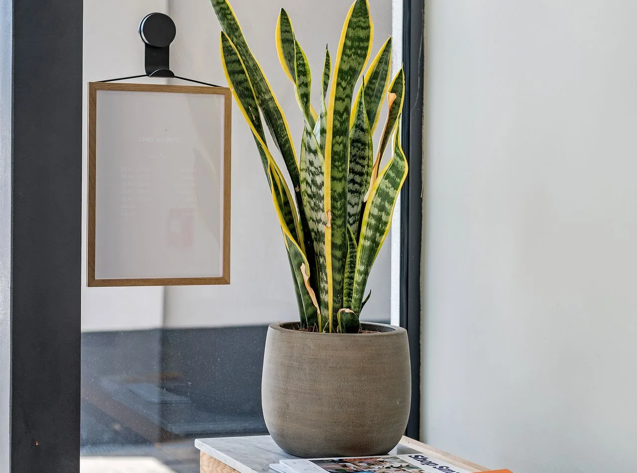 snake plant growing as a houseplant indoors