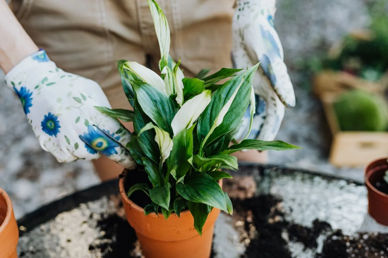 repotting and caring for a peace lily indoors