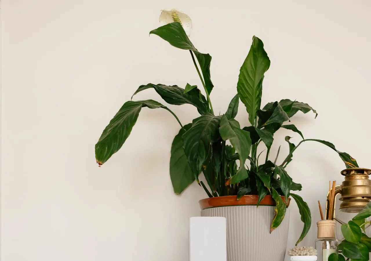 flowering peace lily growing indoors