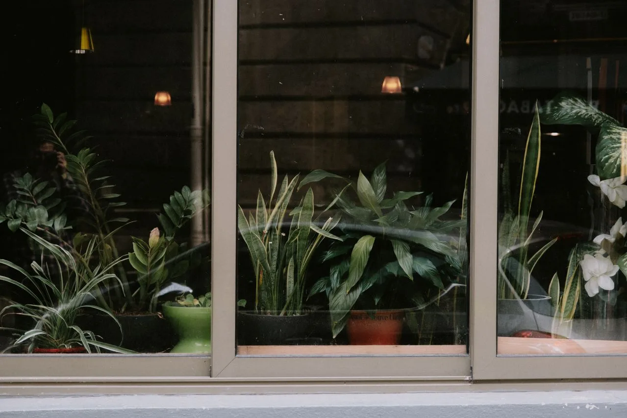 low-light houseplants placed near a window