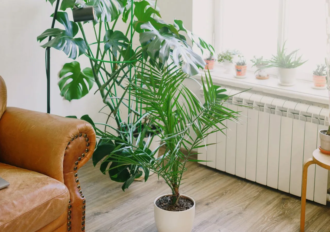 houseplants arranged in different zones according to light levels