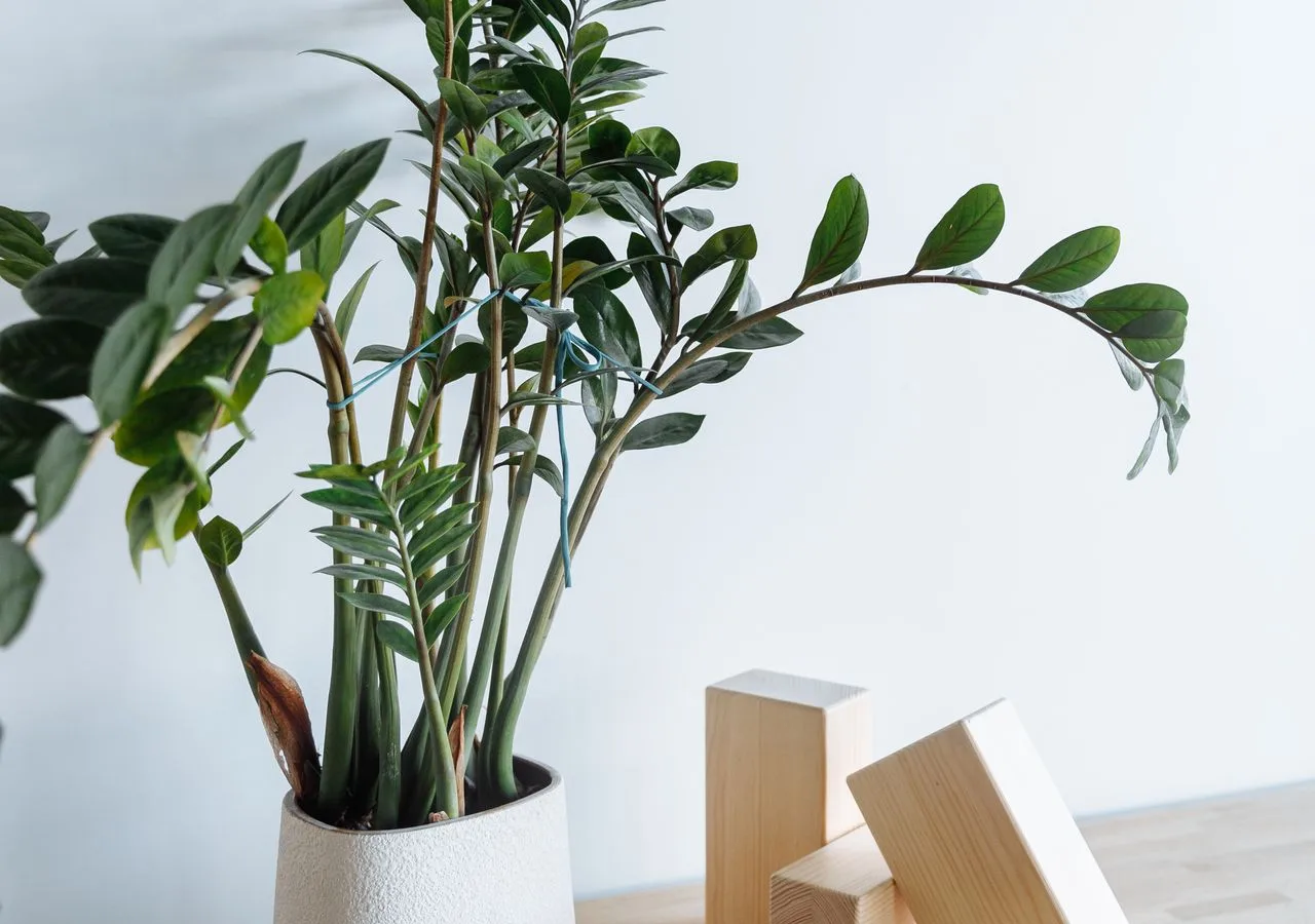 ZZ plant producing new shoots indoors