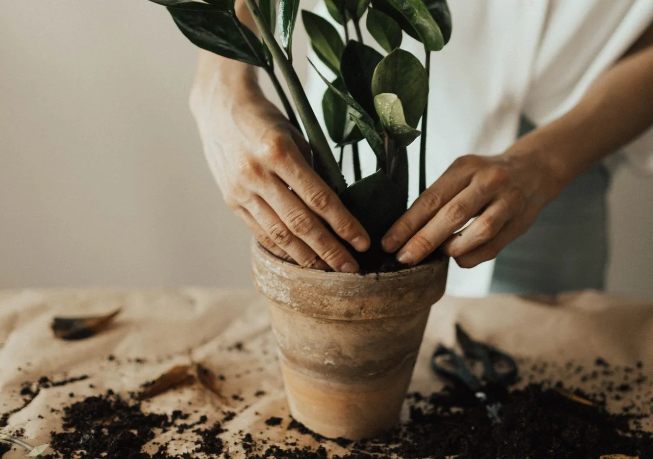 repotting and caring for a ZZ plant indoors