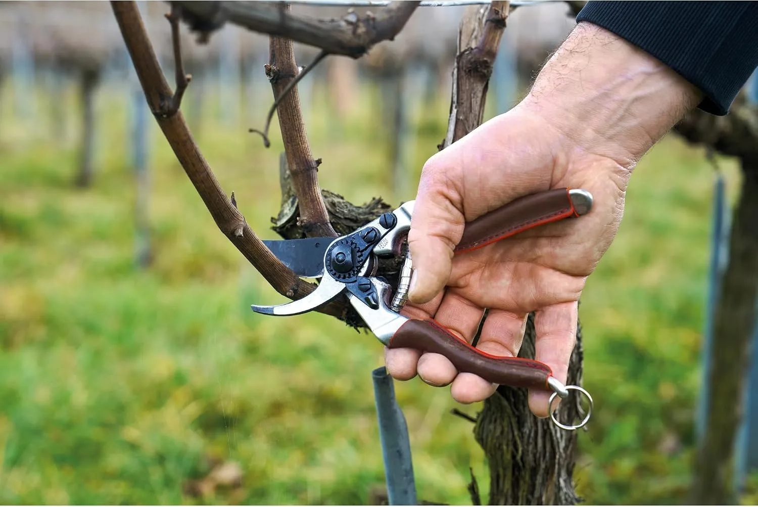 FELCO 8 ELITE pruning shears used for pruning fruit trees