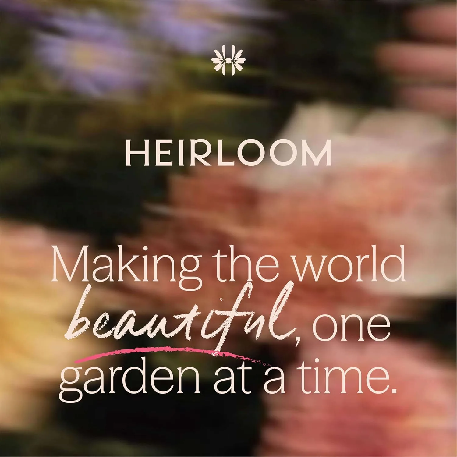 Heirloom Roses disease-resistant live roses available through Amazon