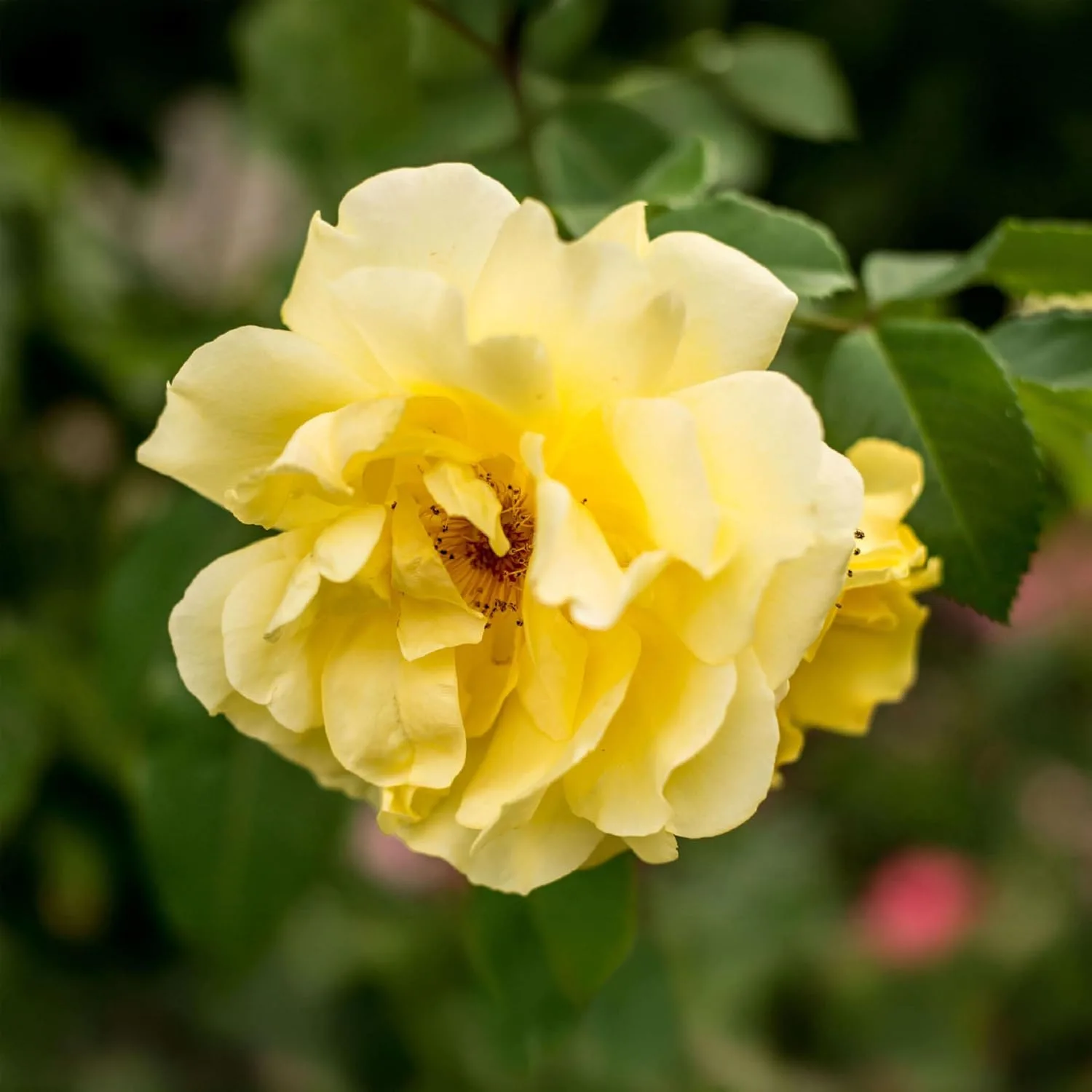 Heirloom Roses Golden Gate climbing rose for garden arches and pergolas
