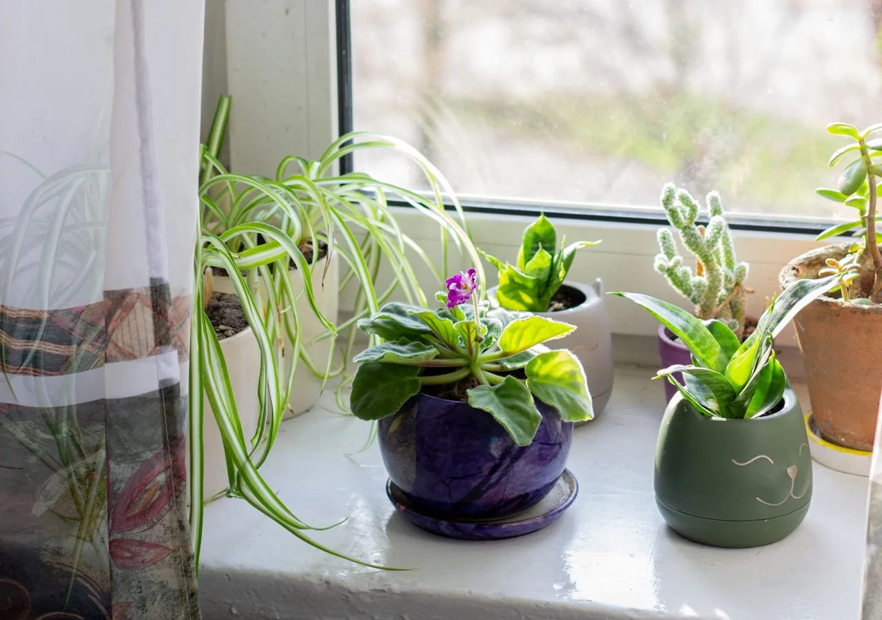 houseplants moved closer to a bright window during winter