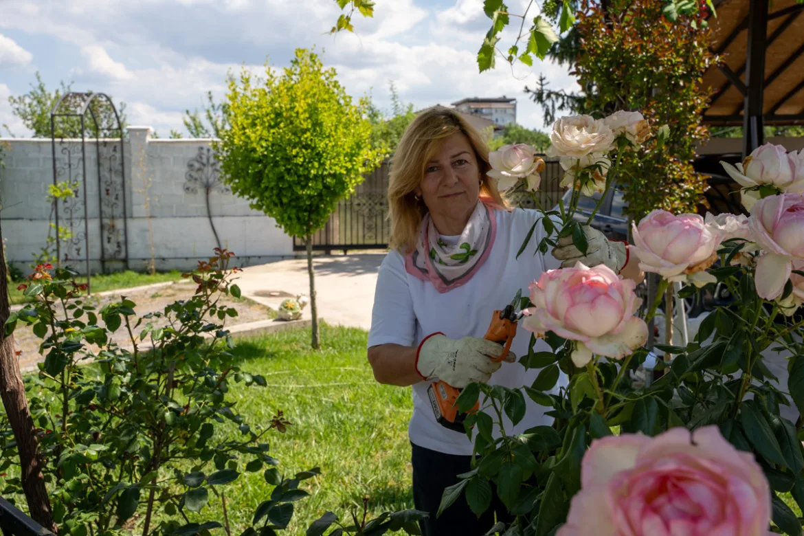 Подрязвам английска роза със секатор в градината