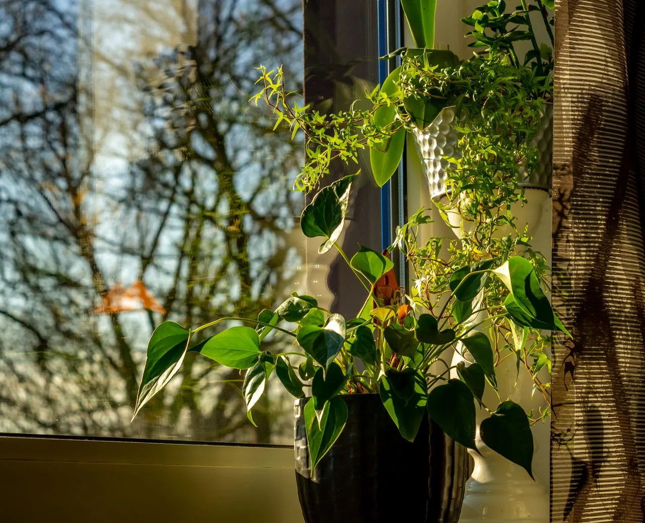 houseplants beside a bright window at home