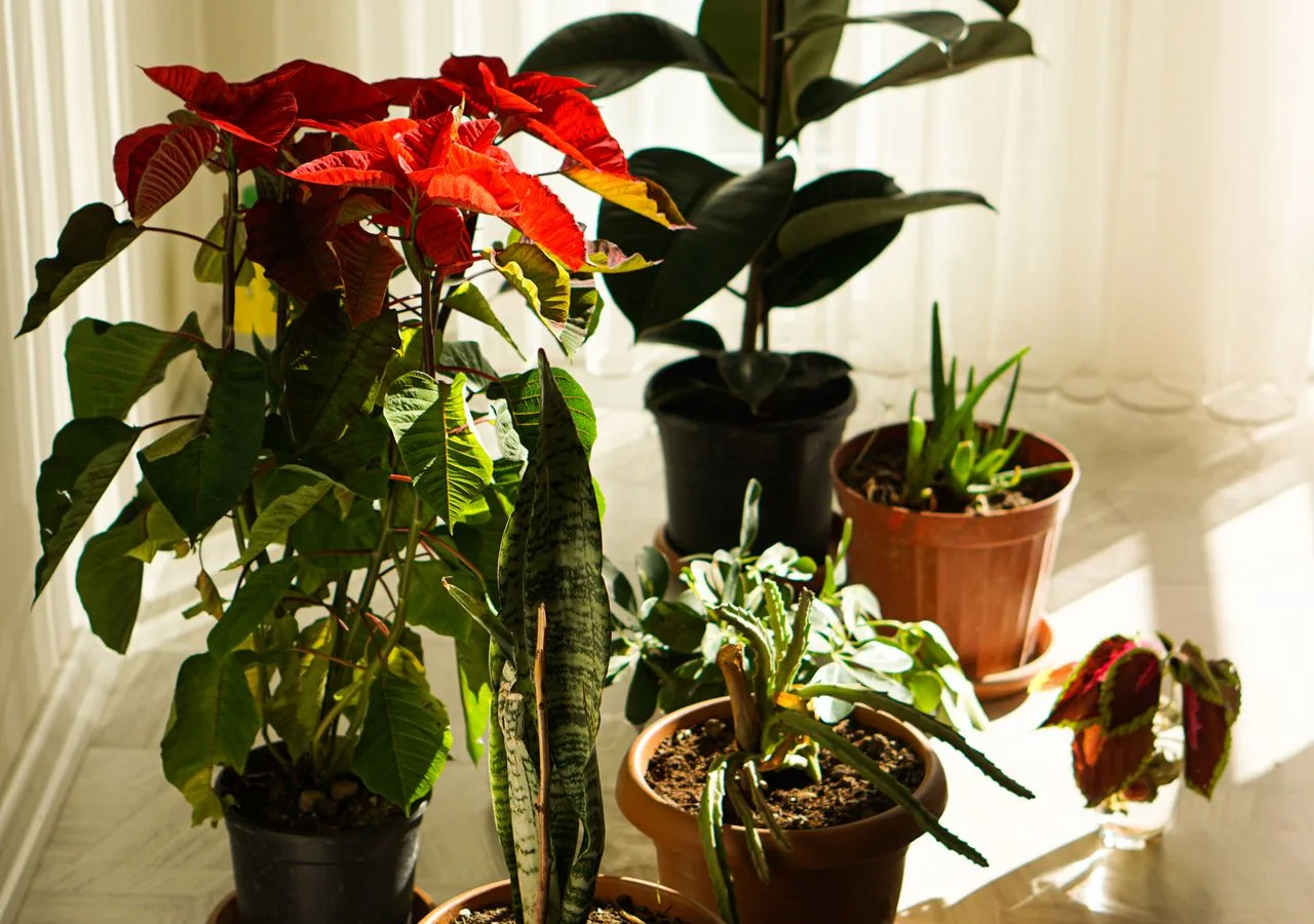 houseplants in winter positioned away from radiators and cold window glass