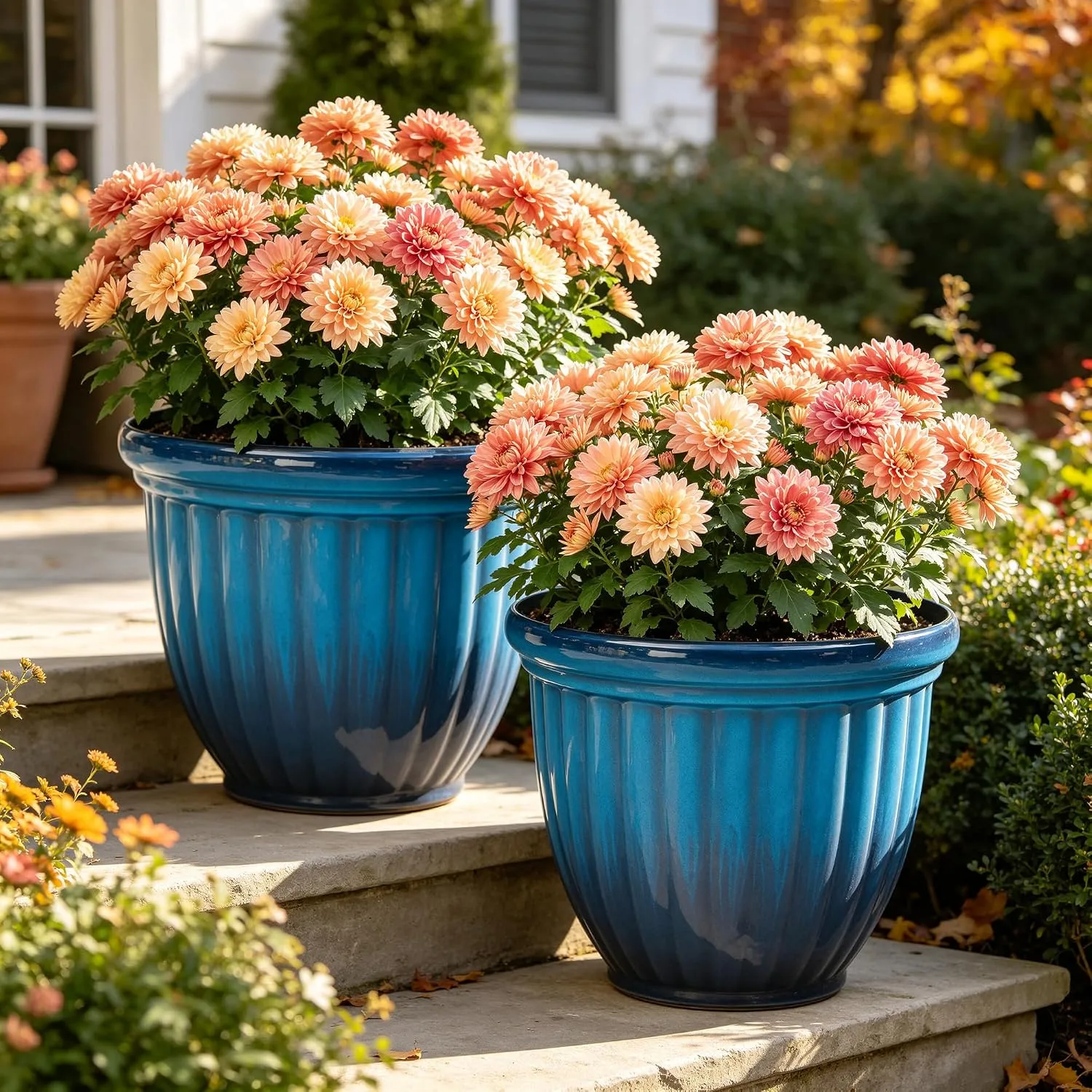 Large blue outdoor planters filled with flowering chrysanthemums